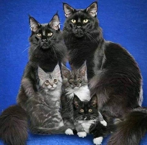 Meet your Posher, Mzg - Picture 1 of 1